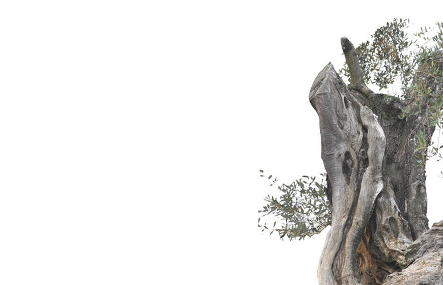 Olive Tree