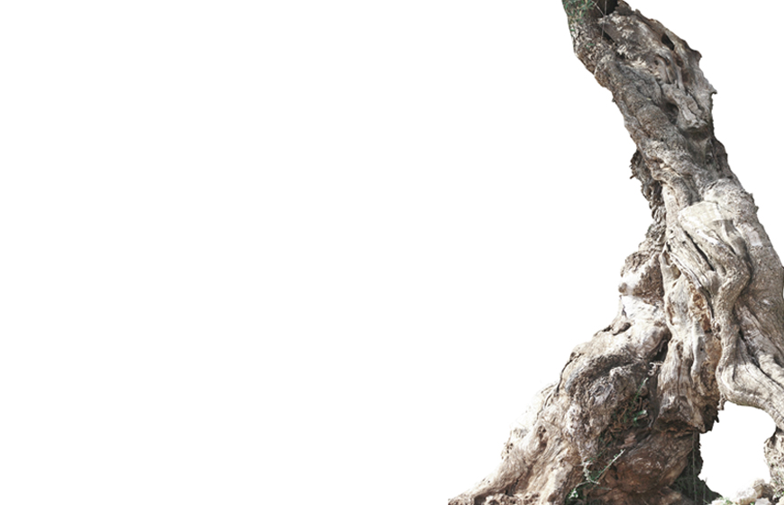 Olive Tree