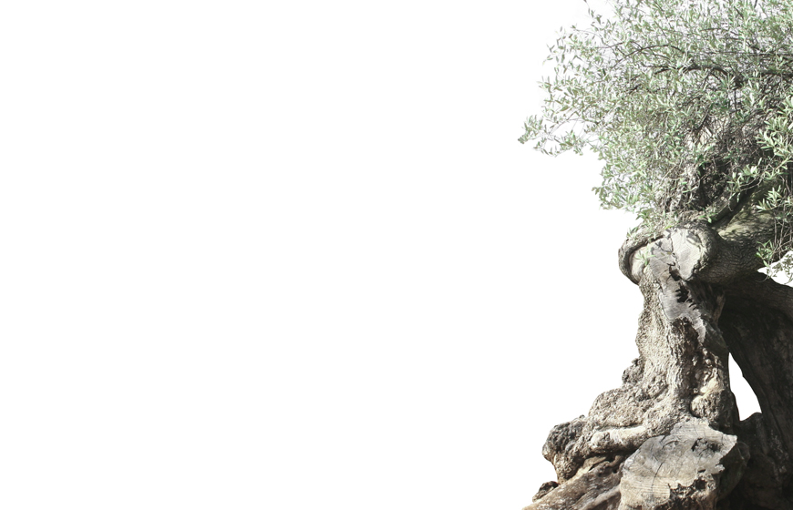 Olive Tree